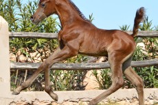 Top foals sired by Shahada El Fayyed  !